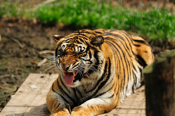 Angry Tiger
