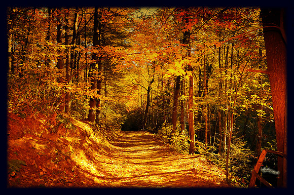Dupont Forest NC_302-2