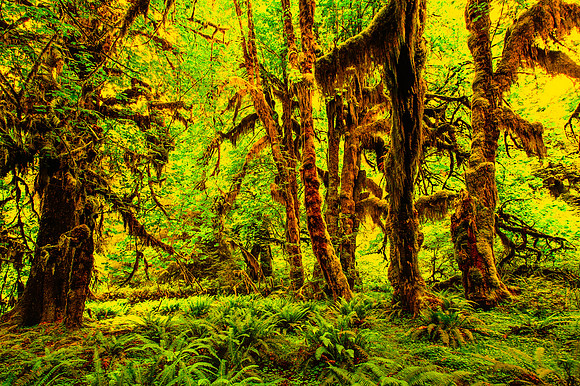Hoh Rainforest _8697-T