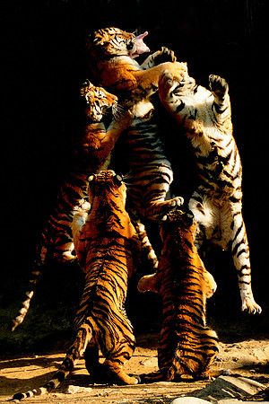 Tigers jumping final
