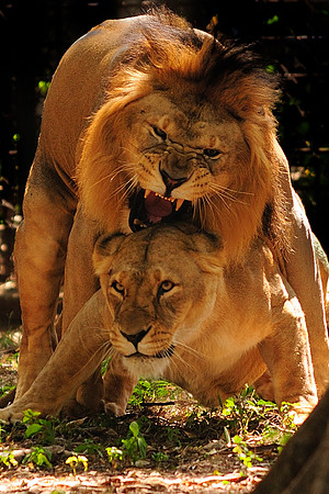 Lions_Lioness
