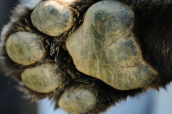 Tiger's Paw1