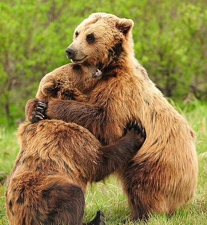 Grizzly Bear HUG