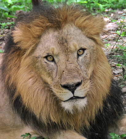 LION_Face