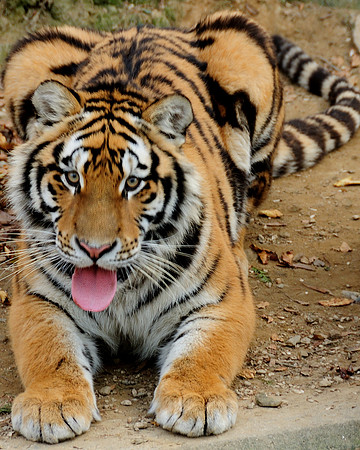 Tiger ready to jump