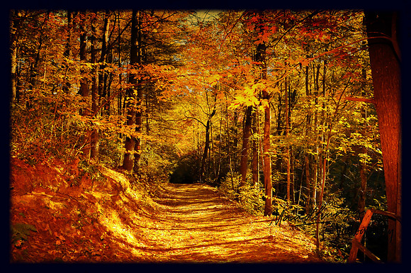 Dupont Forest, NC_302-2
